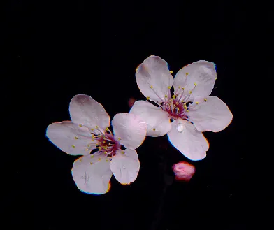 004